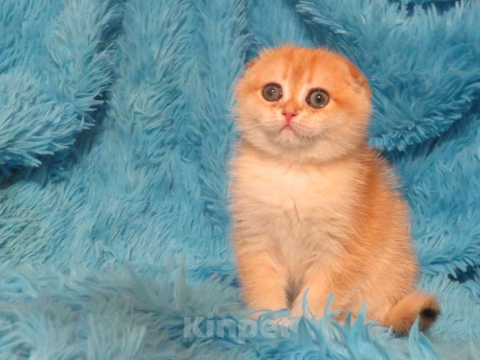 Кошки в Москве: роскошная золотая шиншилла Девочка, Бесплатно - фото 3