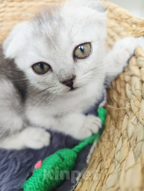 Кошки в других городах Московской области: Шотландский короткошёрстный котенок Мальчик, 10 000 руб. - фото 2