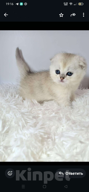 Кошки в Краснодаре: Продаю котят шотландской серебряной  шиншиллы Мальчик, 35 000 руб. - фото 3