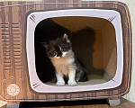 Кошки в Москве: Котята манчкин Разнополые, Бесплатно - фото 4