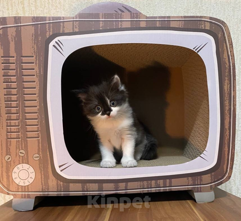 Кошки в Москве: Котята манчкин Разнополые, Бесплатно - фото 4