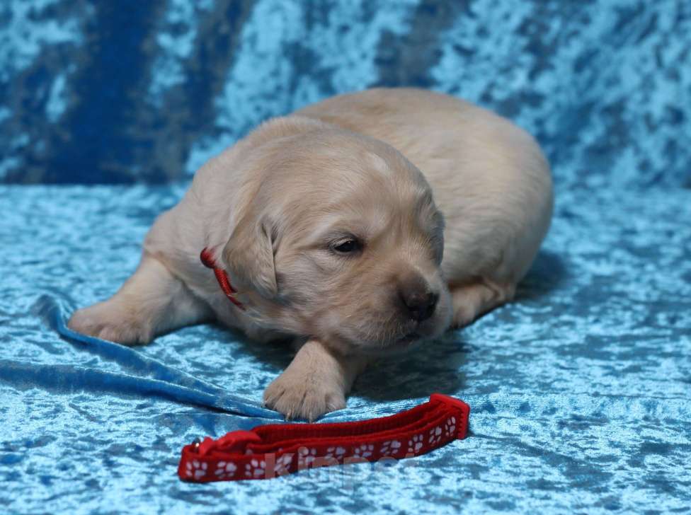 Собаки в Москве: Щенки золотистого ретривера Разнополые, 80 000 руб. - фото 4