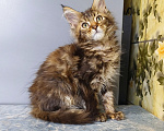 Кошки в Москве: Котёнок Мейн-кун Девочка Девочка, 50 000 руб. - фото 9