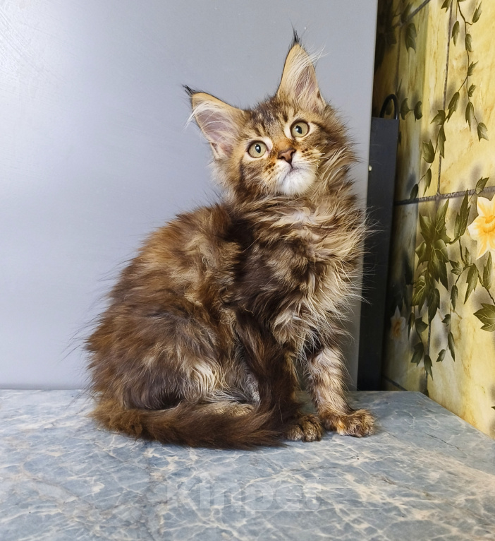 Кошки в Москве: Котёнок Мейн-кун Девочка Девочка, 50 000 руб. - фото 9