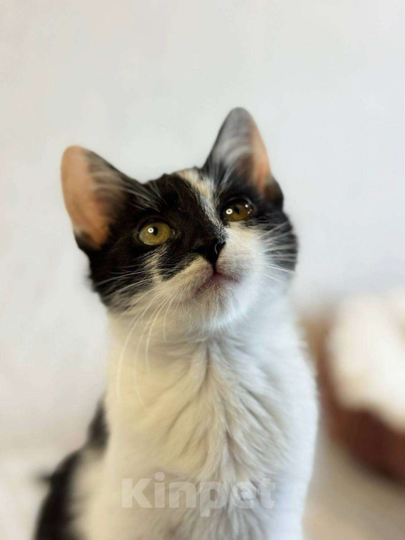 Кошки в Балашихе: Тео Мальчик, Бесплатно - фото 1