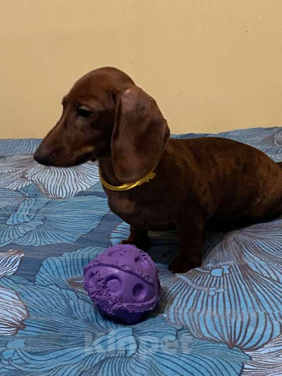 Собаки в Москве: Тигровая мини такса Девочка, 50 руб. - фото 1