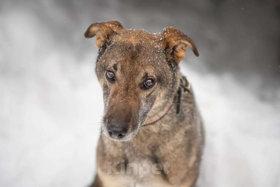 Собаки в Москве: Лори Мальчик, Бесплатно - фото 2