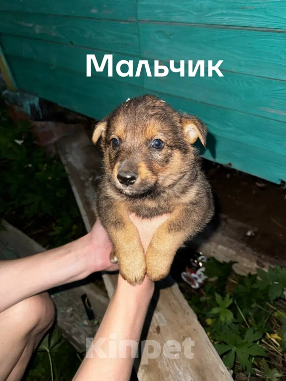Собаки в Казани: Щенки в добрые руки Разнополые, Бесплатно - фото 2