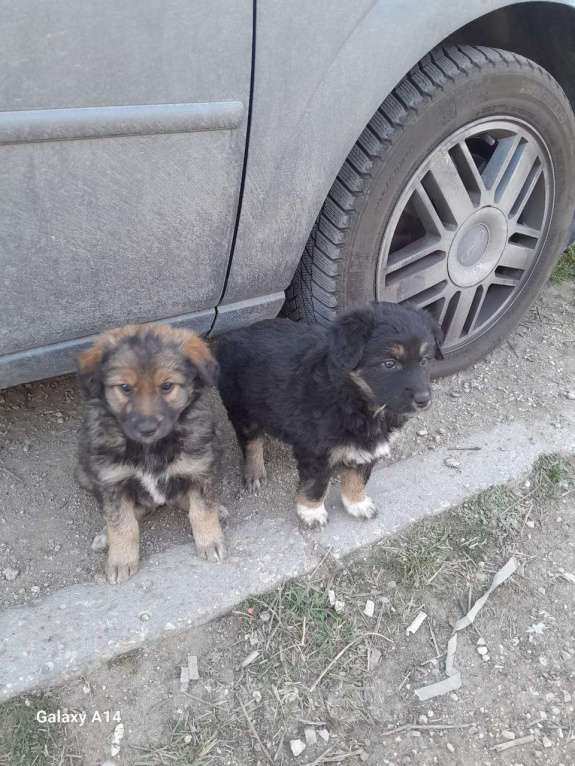 Собаки в Севастополе: Щенки ищут хозяев, хозяина, хозяйку Девочка, Бесплатно - фото 9