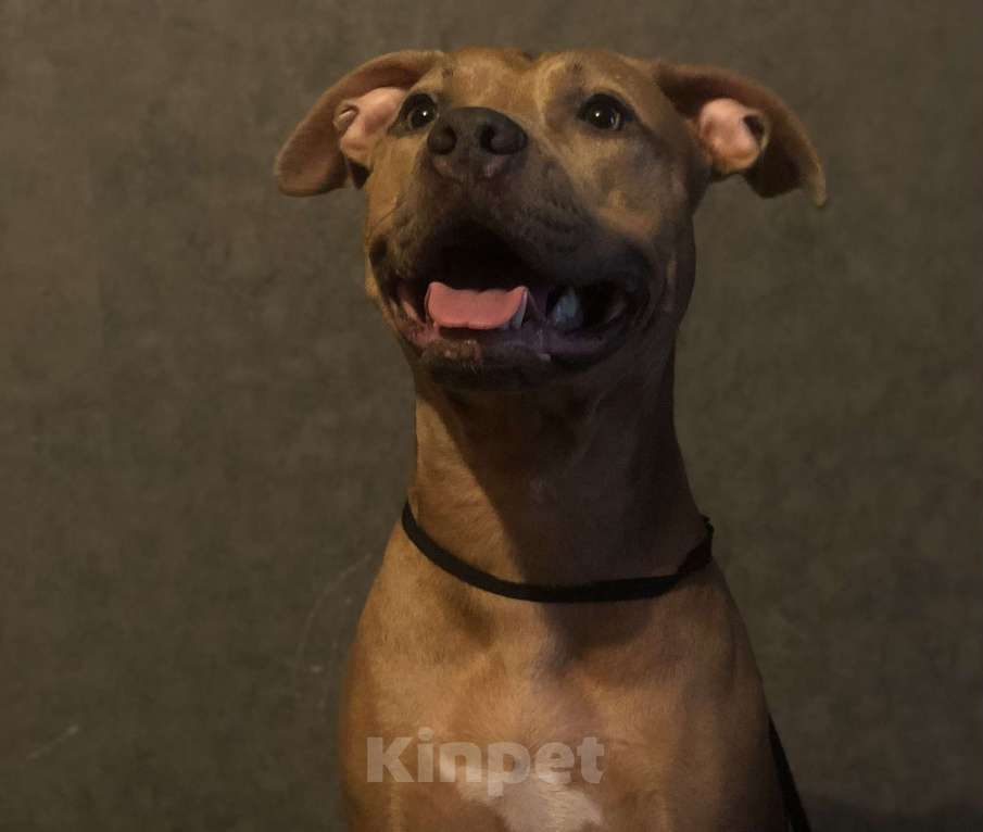 Собаки в Новосибирске: Американский питбультерьер Девочка, 15 000 руб. - фото 1