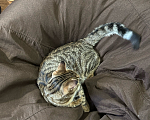 Кошки в Калуге: Кот даром Мальчик, Бесплатно - фото 3