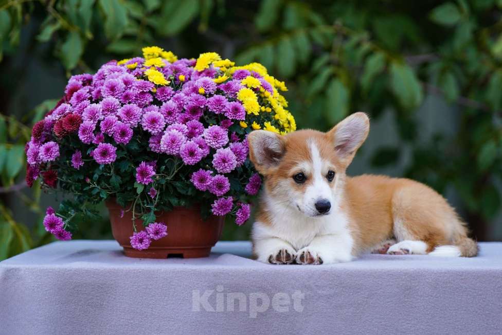 Собаки в других городах Воронежской области: Гото Предестинация Хавьер Мальчик, 60 000 руб. - фото 2