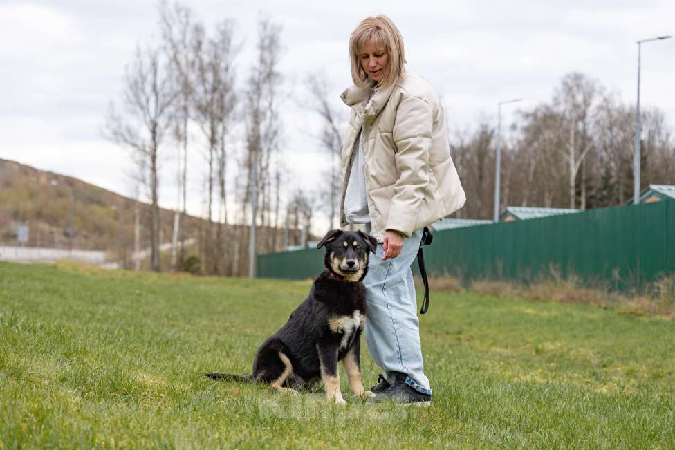 Собаки в Москве: Черный щенок в добрые руки Девочка, Бесплатно - фото 3