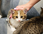 Кошки в Красногорске: Котенок Олаф 1,5 месяца в добрые руки  Мальчик, Бесплатно - фото 1