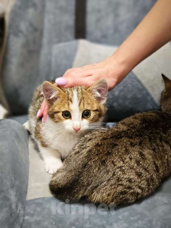 Кошки в Красногорске: Котенок Олаф 1,5 месяца в добрые руки  Мальчик, Бесплатно - фото 1