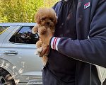 Собаки в Нижнем Новгороде: Мальтипу Девочка, 180 000 руб. - фото 7