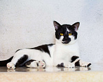 Кошки в Москве: Комфортный верный кот Тайр ищет дом Мальчик, Бесплатно - фото 1
