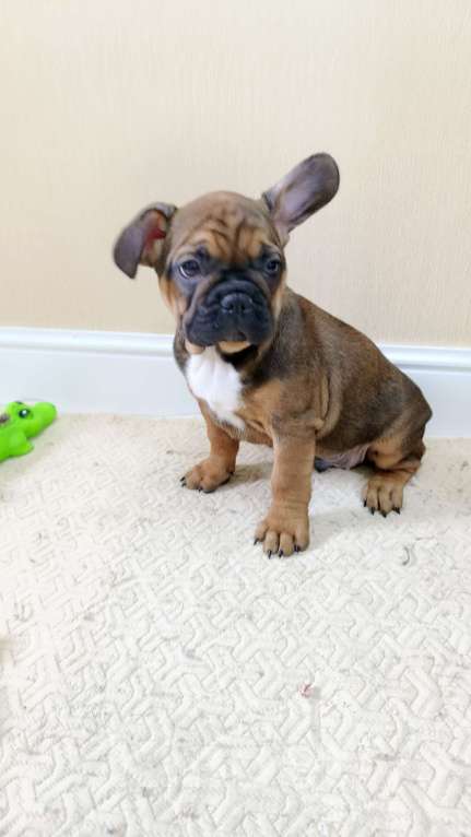 Собаки в Белореченске: Французский бульдог Мальчик, Бесплатно - фото 3