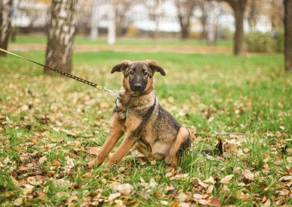 Собаки в Москве: Адель Девочка, Бесплатно - фото 3