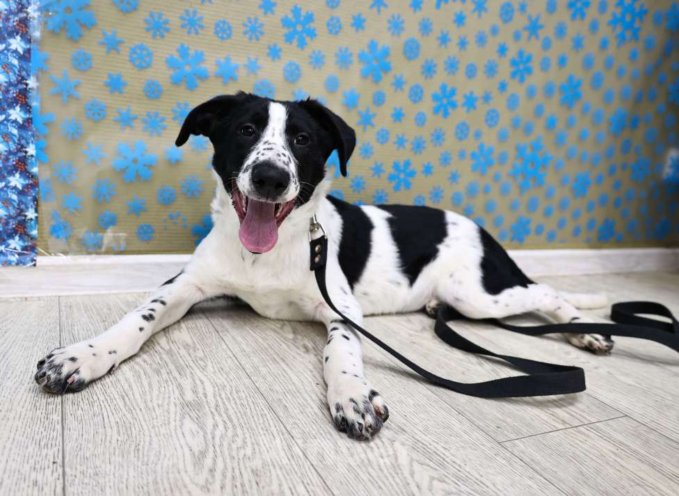 Собаки в Москве: Щенки бесплатно в Москве Девочка, Бесплатно - фото 2