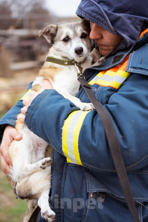 Собаки в Москве: Малышка из приюта в добрые руки Девочка, Бесплатно - фото 7