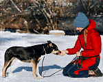 Собаки в Москве: Познакомьтесь с очаровательной Эн-ю!  Девочка, Бесплатно - фото 2