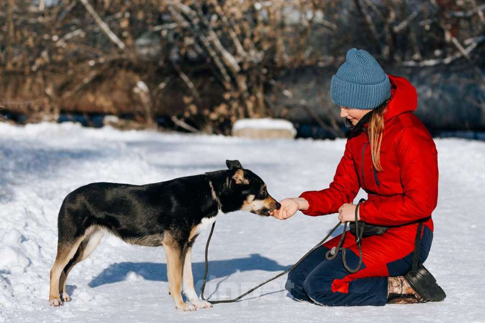Собаки в Москве: Познакомьтесь с очаровательной Эн-ю!  Девочка, Бесплатно - фото 2