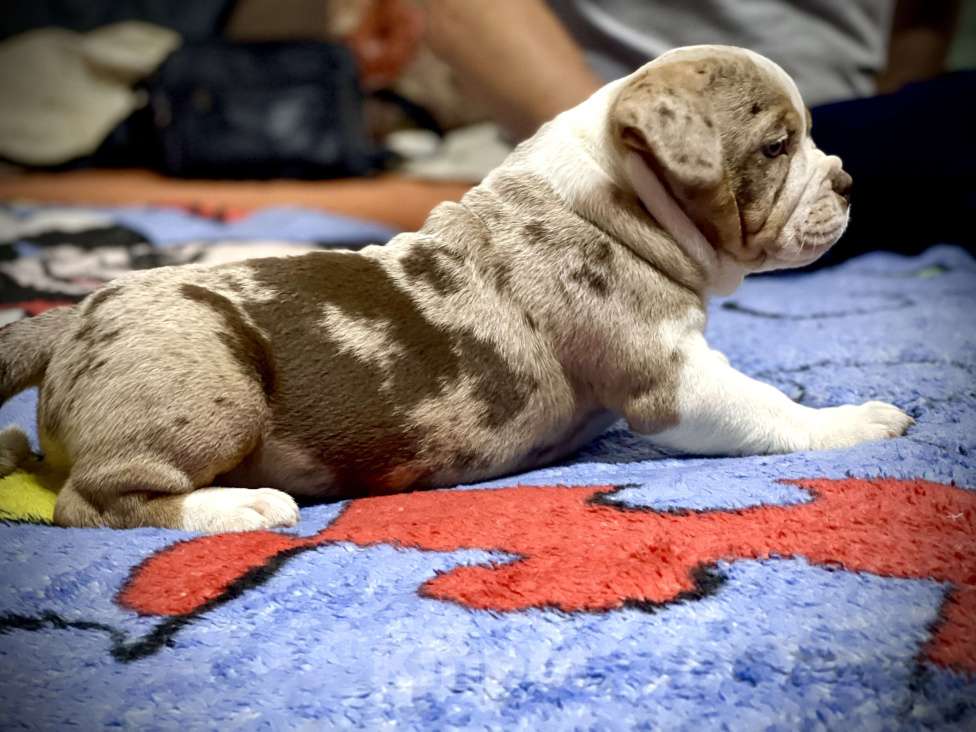 Собаки в Челябинске: Американский булли , щенки Мальчик, 60 000 руб. - фото 5