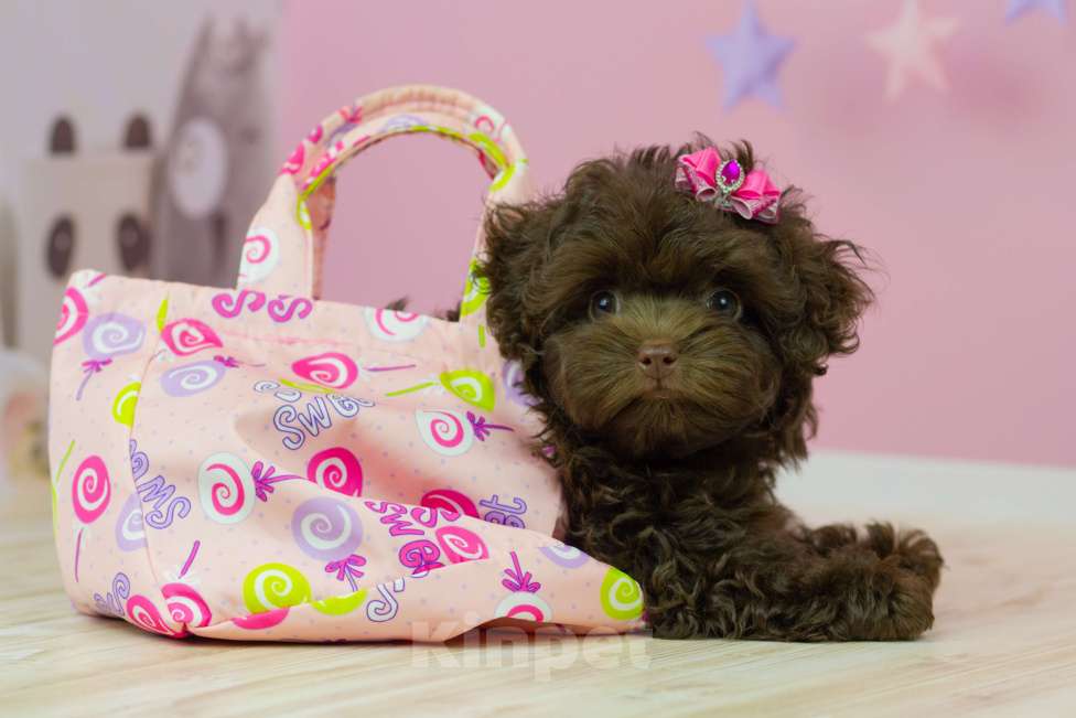 Собаки в Москве: Шоколадная девочка мальтипу Девочка, 200 000 руб. - фото 2