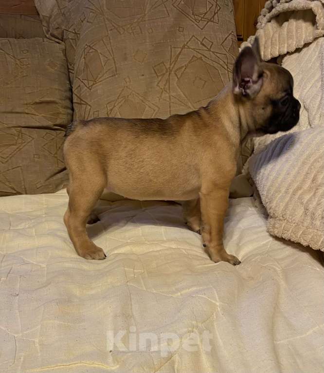 Собаки в Санкт-Петербурге: Шикарная девочка французского бульдога  Девочка, 40 000 руб. - фото 8