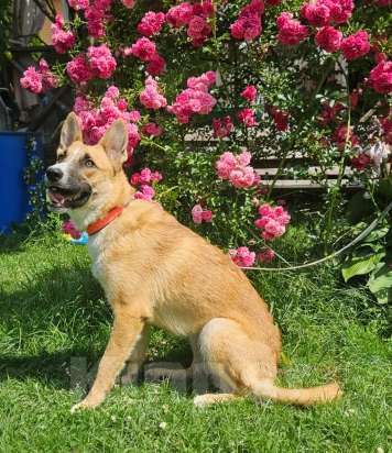 Собаки в Москве: Анфиса ищет дом! Девочка, Бесплатно - фото 2