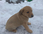 Собаки в Петровске: Щенки Мальчик, 1 руб. - фото 2