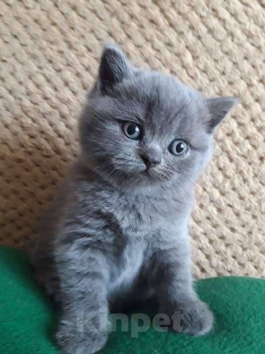 Кошки в Москве: Шотландские котята  Мальчик, 10 000 руб. - фото 4