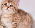 Кошки в Карачеве: Котёнок, 6 000 руб. - фото 1
