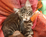 Кошки в Ливны: Котята мейн кун, 10 000 руб. - фото 1