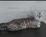 Кошки в Москве: Бенгальская кошка  Девочка, Бесплатно - фото 2