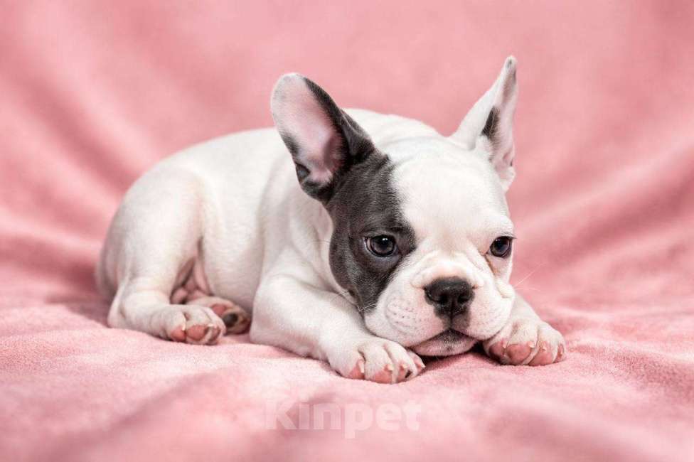 Собаки в Москве: Французская элита Девочка, 100 000 руб. - фото 4