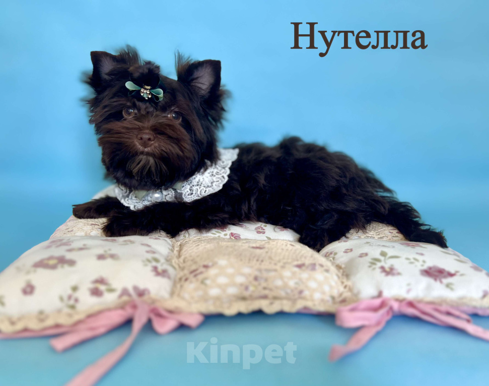 Собаки в Сосновом Бору: Девочка шоко йорка Нутелла Девочка, 50 000 руб. - фото 1