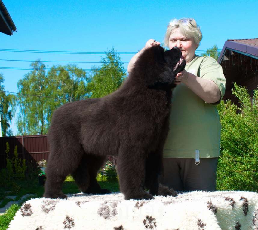 Собаки в других городах Московской области: Подрощенная девочка ньюфаундленд Девочка, Бесплатно - фото 2