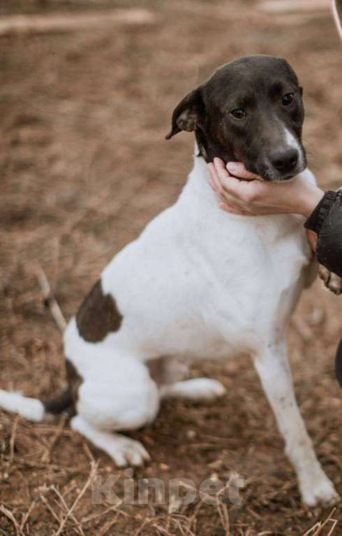 Собаки в Москве: Для него человек - Вселенная. Человекоориентированный Дерби Мальчик, Бесплатно - фото 3