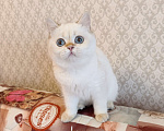 Кошки в Санкт-Петербурге: Золотые британские котята Девочка, 18 000 руб. - фото 2