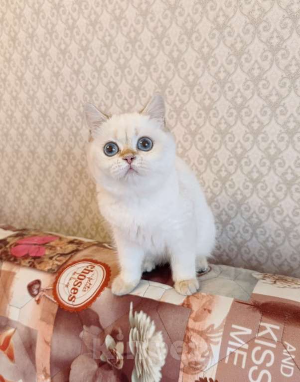 Кошки в Санкт-Петербурге: Золотые британские котята Девочка, 18 000 руб. - фото 2