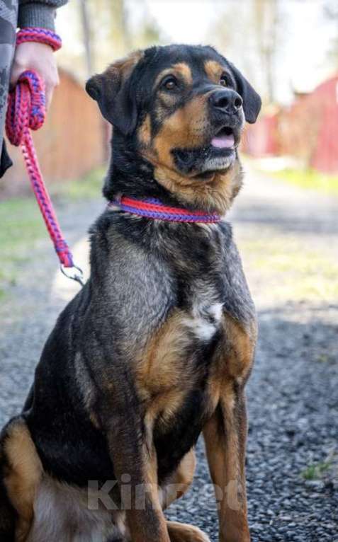 Собаки в Москве: Метис ротвейлера Шайгу в дар Мальчик, 1 руб. - фото 2