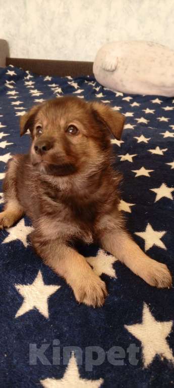 Собаки в Москве: В самые добрые руки Девочка, 1 руб. - фото 1