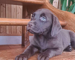Собаки в Кстово: Щенки шоколадного лабрадора РКФ Девочка, 35 000 руб. - фото 5