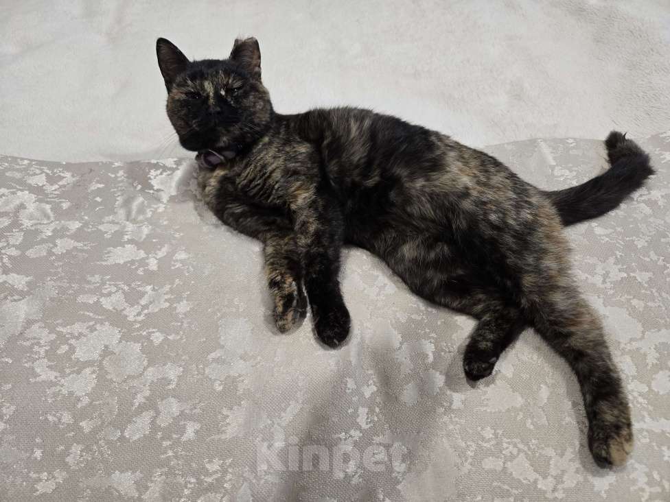 Кошки в Семикаракорске: Хранительница дома  Девочка, Бесплатно - фото 7