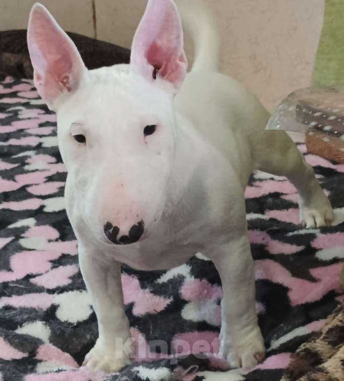 Собаки в Санкт-Петербурге: Щенок 4 мес. девочка Девочка, 60 000 руб. - фото 8