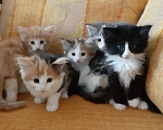Кошки в Москве: Норвежские лесные котята Девочка, Бесплатно - фото 1