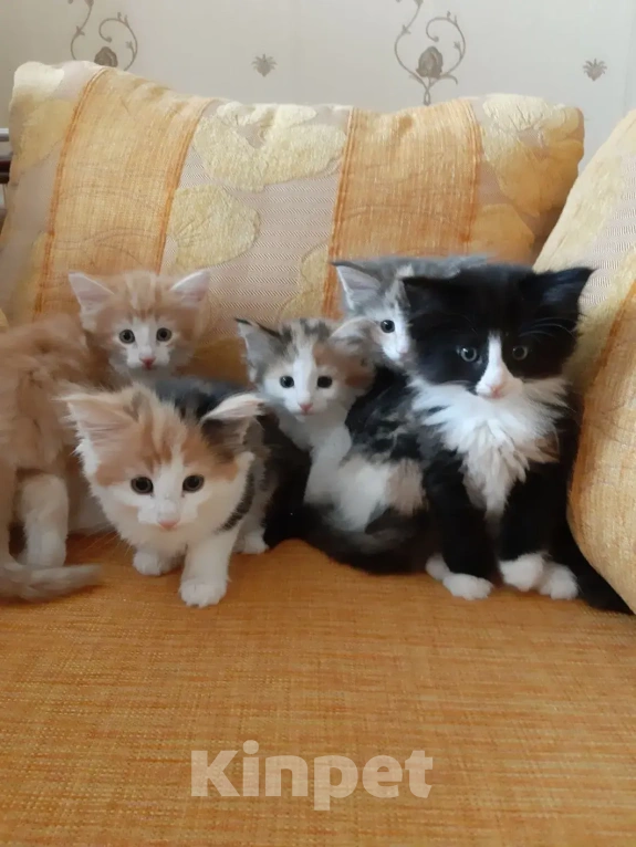 Кошки в Москве: Норвежские лесные котята Девочка, Бесплатно - фото 1