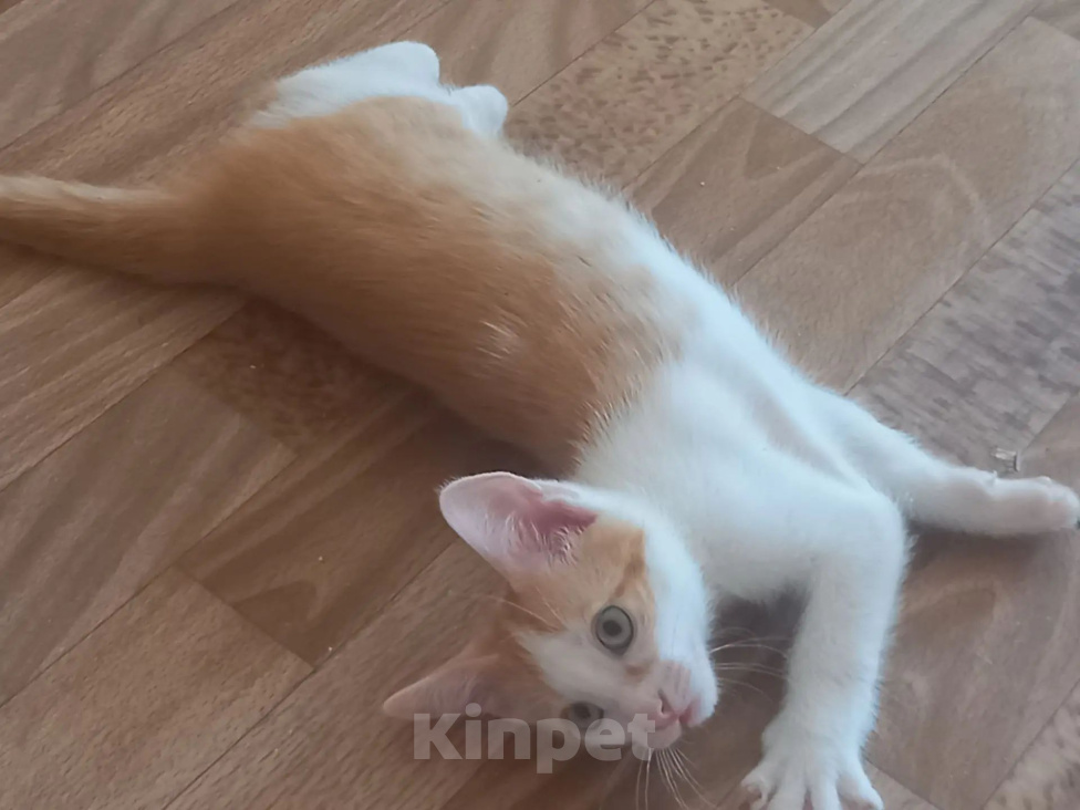 Кошки в Истре: Срочно отдам котят в добрые руки Разнополые, Бесплатно - фото 5